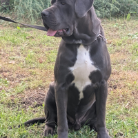 Cane corso