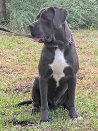 Cane corso