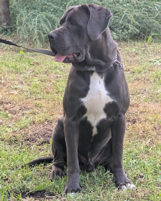 Cane corso