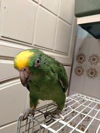 Amazzone fronte gialla