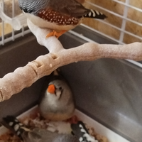 Disponibili diamantini mandarino varie mutazioni