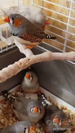 Disponibili diamantini mandarino varie mutazioni