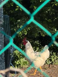 Gallo
