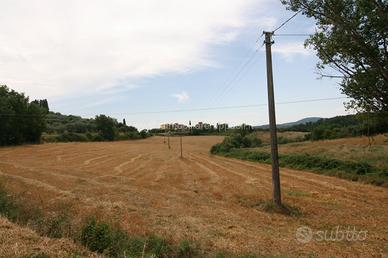 TR81 - Sinalunga terreno di 3 ha 9290 metr