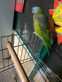 Pappagallo Lord Derby