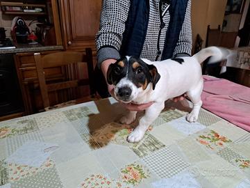 Cucciolo jack russel