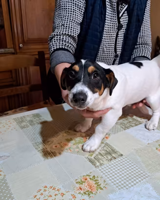 Cucciolo jack russel