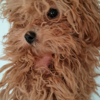 Barboncine fem. Mini