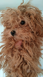 Barboncine fem. Mini