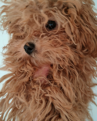 Barboncine fem. Mini