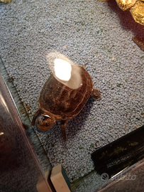 Tartaruga più tartarughiera e accessori