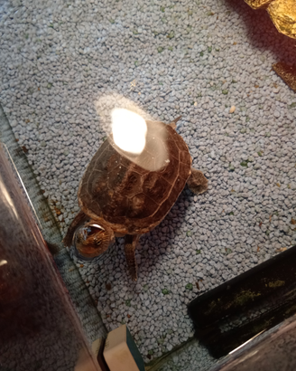 Tartaruga più tartarughiera e accessori