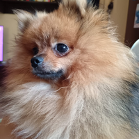 Volpino di Pomerania Disponibile per Monta