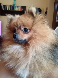 Volpino di Pomerania Disponibile per Monta