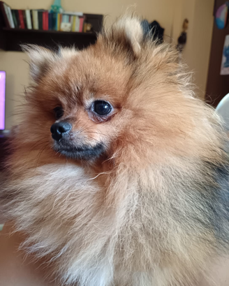 Volpino di Pomerania Disponibile per Monta