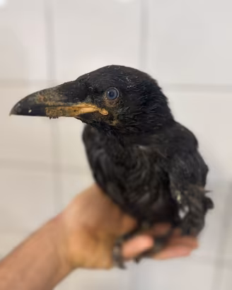 Corvo imperiale baby