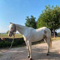 Paint horse da compagnia