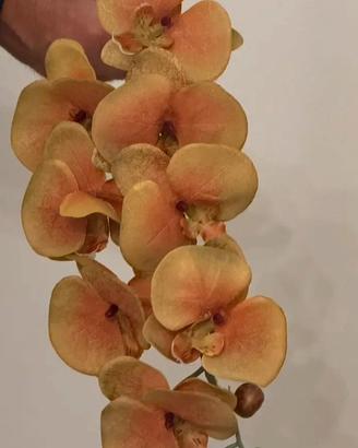 18 orchidee con foglie
