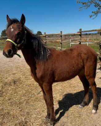 Pony welsh
