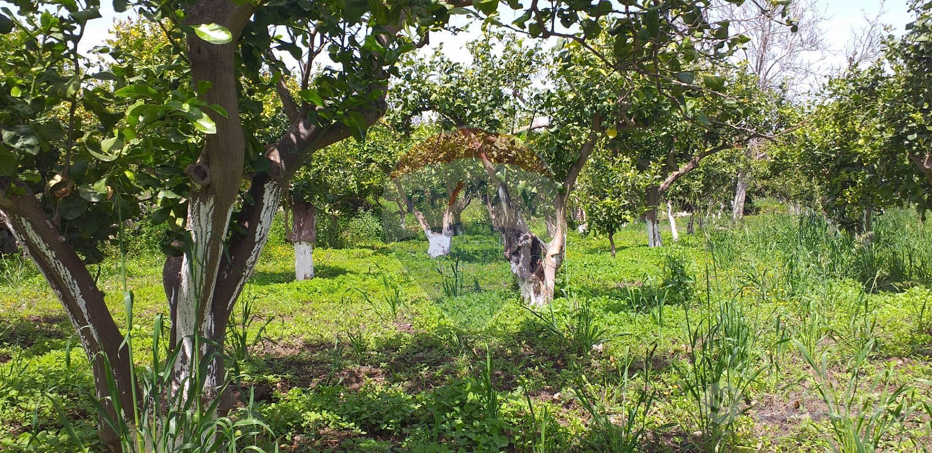 Terreno - Fiumefreddo di Sicilia - View 2