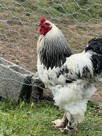 Gallo Brahma Columbia
