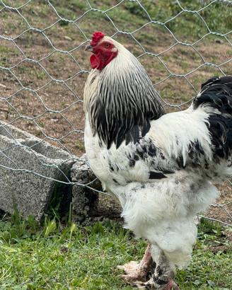 Gallo Brahma Columbia