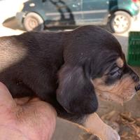 Cuccioli selezionati x la caccia al coniglio