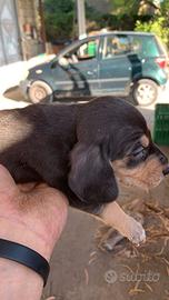 Cuccioli selezionati x la caccia al coniglio