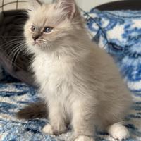Cucciolo di Ragdoll