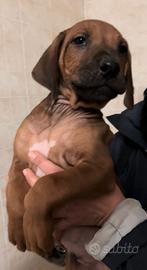 Cucciolo Rhodesian Ridgeback