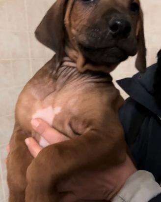 Cucciolo Rhodesian Ridgeback