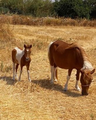 Pony femmina