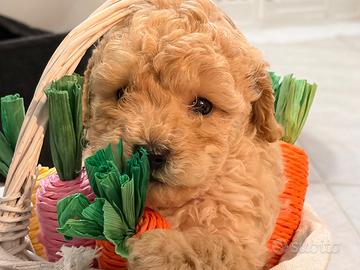 Cucciolo maschio barboncino