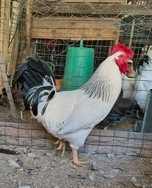 Galline Ermellinata di rovigo