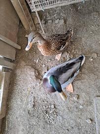 Anatre Germano Reale