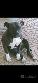 American bully femmina x monta