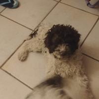 Cuccioli di lagotto romagnolo