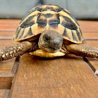 TARTARUGHE DI TERRA CON RIMBORSO /Tartaruga Herman