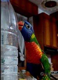 Pappagallo Lori arcobaleno allevato a mano tratt