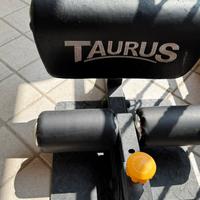 Sissy Squat - Taurus