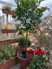 Pianta Albero Corbezzolo