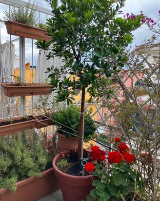 Pianta Albero Corbezzolo