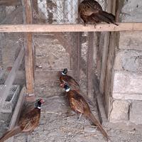 Fagiani