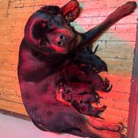 Cuccioli di rottweiler pedigree