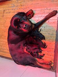 Cuccioli di rottweiler pedigree