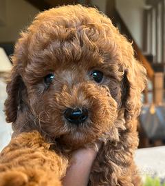 Cani Barboncini Toy Red