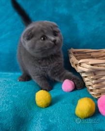 Gattina scottish fold blu