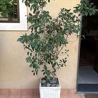 Splendide piante ornamentali (Ficus) grandi vasi