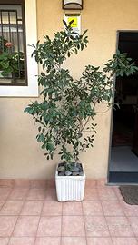 Splendide piante ornamentali (Ficus) grandi vasi