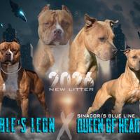 Cuccioli american pitbull terrier